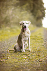blonder Labrador Retriever