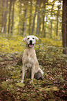 blonder Labrador Retriever