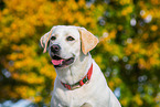 Labrador Retriever Hndin