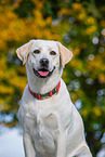 Labrador Retriever Hndin