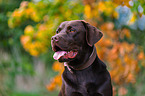 Labrador Retriever Rde