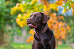 Labrador Retriever Rde