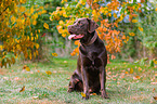 Labrador Retriever Rde