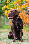 Labrador Retriever Rde