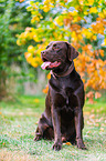 Labrador Retriever Rde