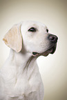 junger Labrador Retriever