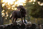 brauner Labrador Retriever