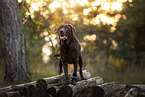 brauner Labrador Retriever