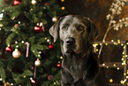 Labrador Retriever an Weihnachten