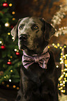 Labrador Retriever an Weihnachten