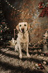 Labrador Retriever an Weihnachten