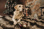 Labrador Retriever an Weihnachten