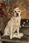 Labrador Retriever an Weihnachten