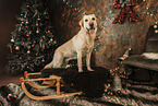 Labrador Retriever an Weihnachten