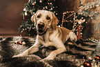 Labrador Retriever an Weihnachten