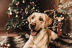 Labrador Retriever an Weihnachten