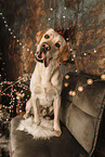 Labrador Retriever an Weihnachten