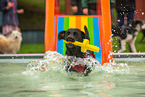 Labrador Retriever im Schwimmbad