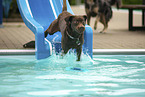 Labrador Retriever im Schwimmbad