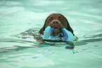 Labrador Retriever im Schwimmbad