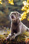 Labrador Retriever Hündin