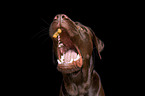 Labrador Retriever Rde