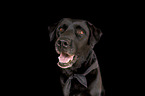 Labrador Retriever Hndin