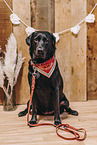 schwarzer Labrador Retriever