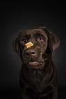 brauner Labrador Retriever