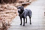 Labrador Retriever Hndin