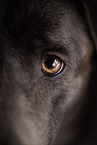 Labrador Retriever Hündin Auge
