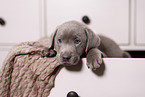 Labrador Retriever Welpe