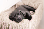 Labrador Retriever Welpe