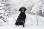 schwarzer Labrador