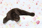 Labrador Retriever Welpe im Studio