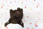 Labrador Retriever Welpe im Studio