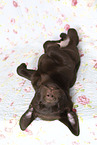 Labrador Retriever Welpe im Studio