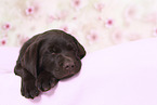 Labrador Retriever Welpe im Studio