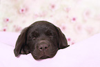 Labrador Retriever Welpe im Studio