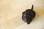 Labrador Retriever Welpe im Studio