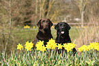 2 Labrador Retriever