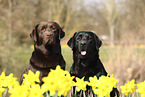 2 Labrador Retriever