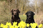 2 Labrador Retriever