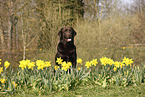 Labrador Retriever