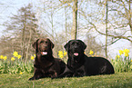 2 Labrador Retriever