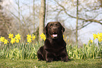 Labrador Retriever