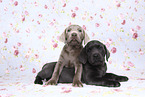 Labrador Retriever Welpen