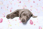 Labrador Retriever Welpe