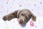 Labrador Retriever Welpe