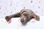 Labrador Retriever Welpe